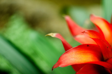 red and yellow plant