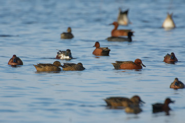 Small group of cinnamon teal ducks swimming around feeding. 