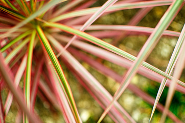 close up of red and yellow grass