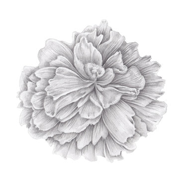 Black and white floral elenment. Isolated Hand drawn pencil drawing flower head of  peony  on white background. Vintage nature design element.