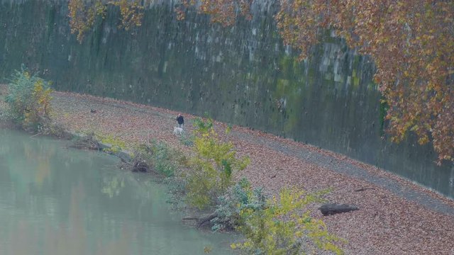 Old man and dog walking on a forest trail dring the Coronavirus pandemic. 4k
