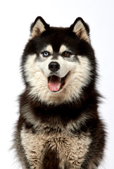 Husky on a white background