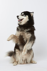 Husky on a white background