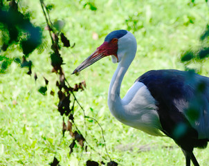 Fototapeta premium Crowned Crane on the lawn
