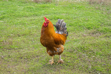 Naklejka na ściany i meble .brown rooster on green grass in the village. Cock for a walk. .Livestock