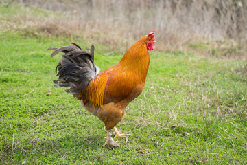 .brown rooster on green grass in the village. Cock for a walk. .Livestock