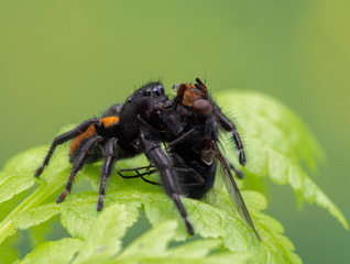 P1010018 male Johnson's jumping spider, Phiddipus johnsoni, Calliphora vicina blowfly isolated cECP 2020