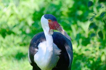 Crowned Crane on the lawn