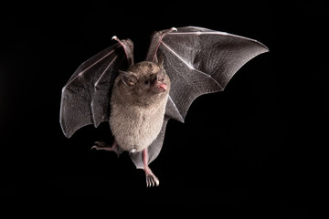 Lonchophylla robusta, Orange nectar bat The bat is hovering and drinking the nectar from the...