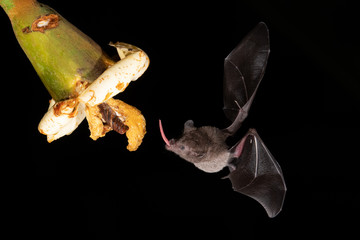 Lonchophylla robusta, Orange nectar bat The bat is hovering and drinking the nectar from the beautiful flower in the rain forest, night picture, Costa Rica