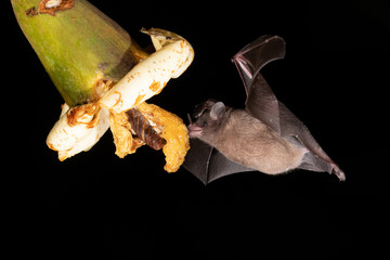 Lonchophylla robusta, Orange nectar bat The bat is hovering and drinking the nectar from the beautiful flower in the rain forest, night picture, Costa Rica