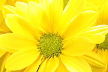 macro photo of chrysanthemums of rich yellow color