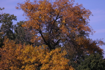 autumn tree fall park trees