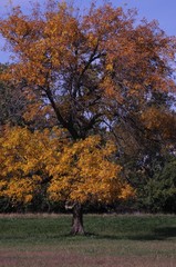 autumn tree fall park trees