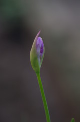 flores de ajo chino, nira