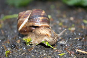 Snail macro photo. Snail on the stone. Snail photo.