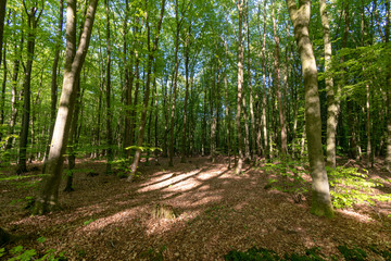 Obraz premium Ihlower Wald im Frühling