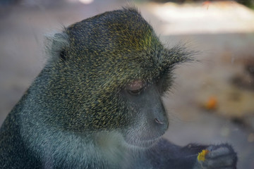 Vervet monkey