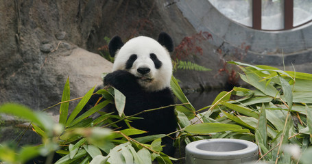 Big panda in the park