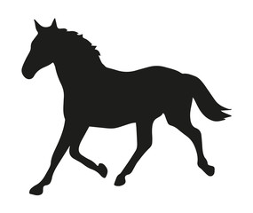 Horse Silhouette On White Background,