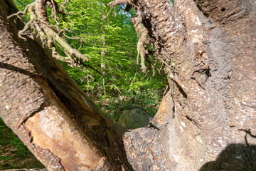 Ihlower Wald im Frühling