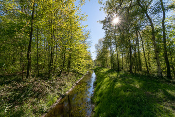 Obraz premium Ihlower Wald im Frühling