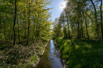Fototapeta na wymiar Ihlower Wald im Frühling