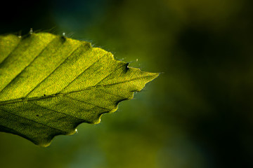 Blatt in der Nahaufnahme