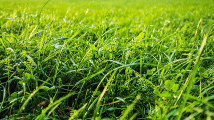 Makroaufnahme von Gras mit Tautropfen auf einer Wiese