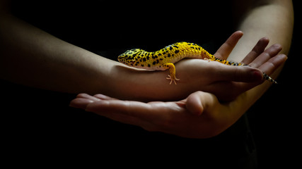 Bright yellow leopard gecko on hands with a black background