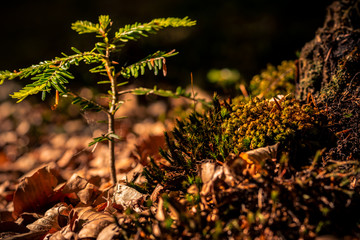 Moos in der Nahaufnahme
