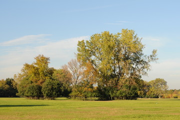 autumn tree fall park trees