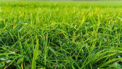 Makroaufnahme von Gras mit Tautropfen auf einer Wiese