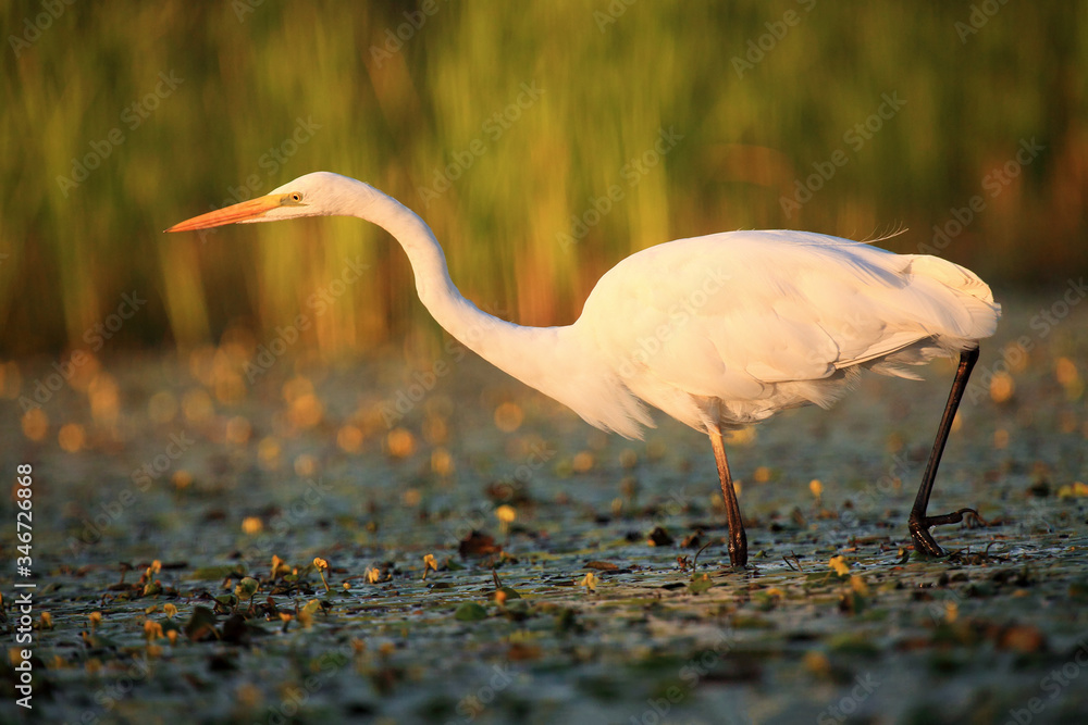 Wall mural The great egret (Ardea alba), also known as the common egret  or great white heron fishing in the blooming lagoon .