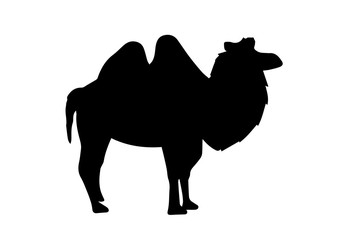 Camel silhouette on white background