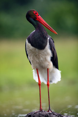 The black stork (Ciconia nigra). Black stork on the hill clay. Dark water bird with a big red beak on high legs on a clay nest.