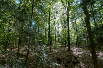 Fototapeta na wymiar Wald in Ihlow im Frühling