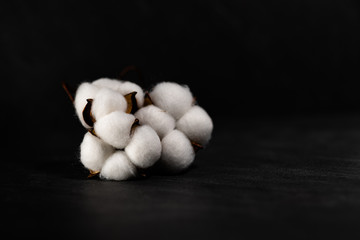 Three white cotton flowers isolated on a black background