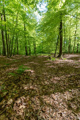 Wald in Ihlow im Frühling