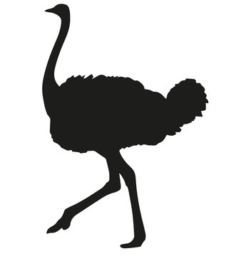 Silhouette of ostrich on white background