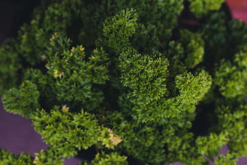 close-up of parsley plant outdoor in sunny backyard