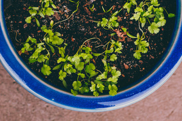 close-up of coriander or cilantro plant in blue pot outdoor