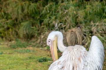 The great white pelican (Pelecanus onocrotalus)  cleaning his feathers with the beak. Blurred background. Jerusalem.