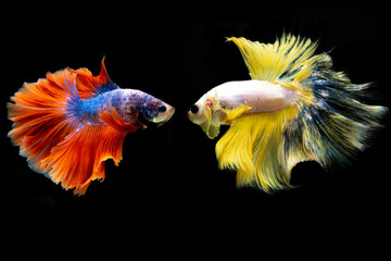 orange and yellow fighting fish isolated on black background.Siamese fighting fish. 