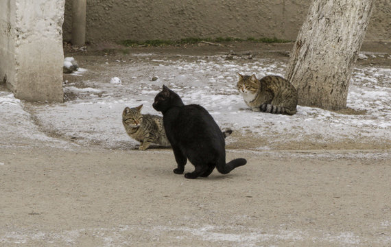 The Meeting Of Three Cats On The Street.