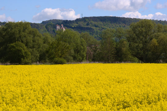 rapsfeld mit blick zur burg normannstein in treffurt , th&uuml;ringen