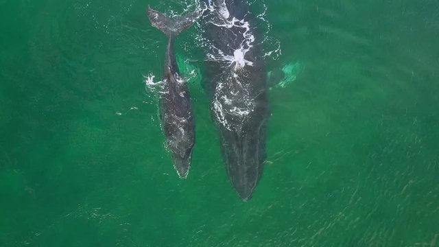 Humpback Whale and Calf Watching off Isla Conadora, Las Perlas Panama