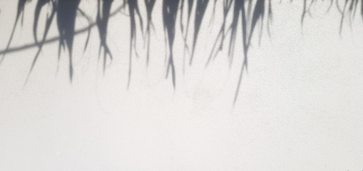 Shadow of palm or coconut leaves on white concrete wall with copy space on below. Art wallpaper