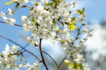 Blooming cherry on a background of blue sky. Wasp on white flowers in the rays of the spring sun.