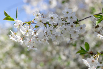Blooming cherry on a background of blue sky with clouds. White flowers on a blue background...
